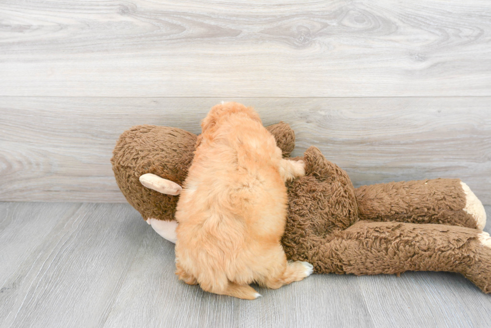 Cute Mini Goldendoodle Baby