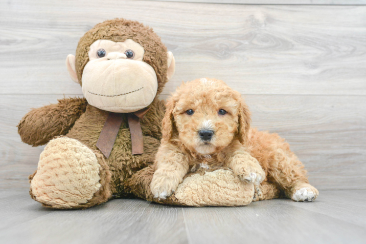 Smart Mini Goldendoodle Poodle Mix Pup