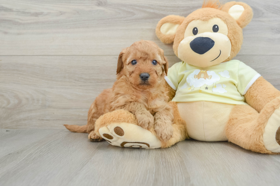 Fluffy Mini Goldendoodle Poodle Mix Pup