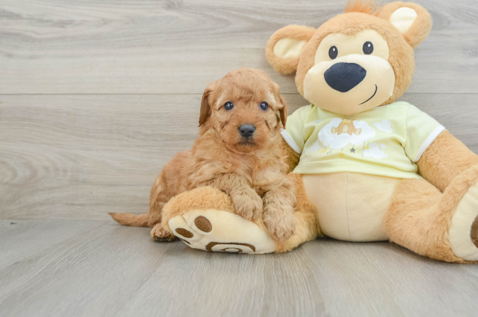 6 week old Mini Goldendoodle Puppy For Sale - Puppy Love PR