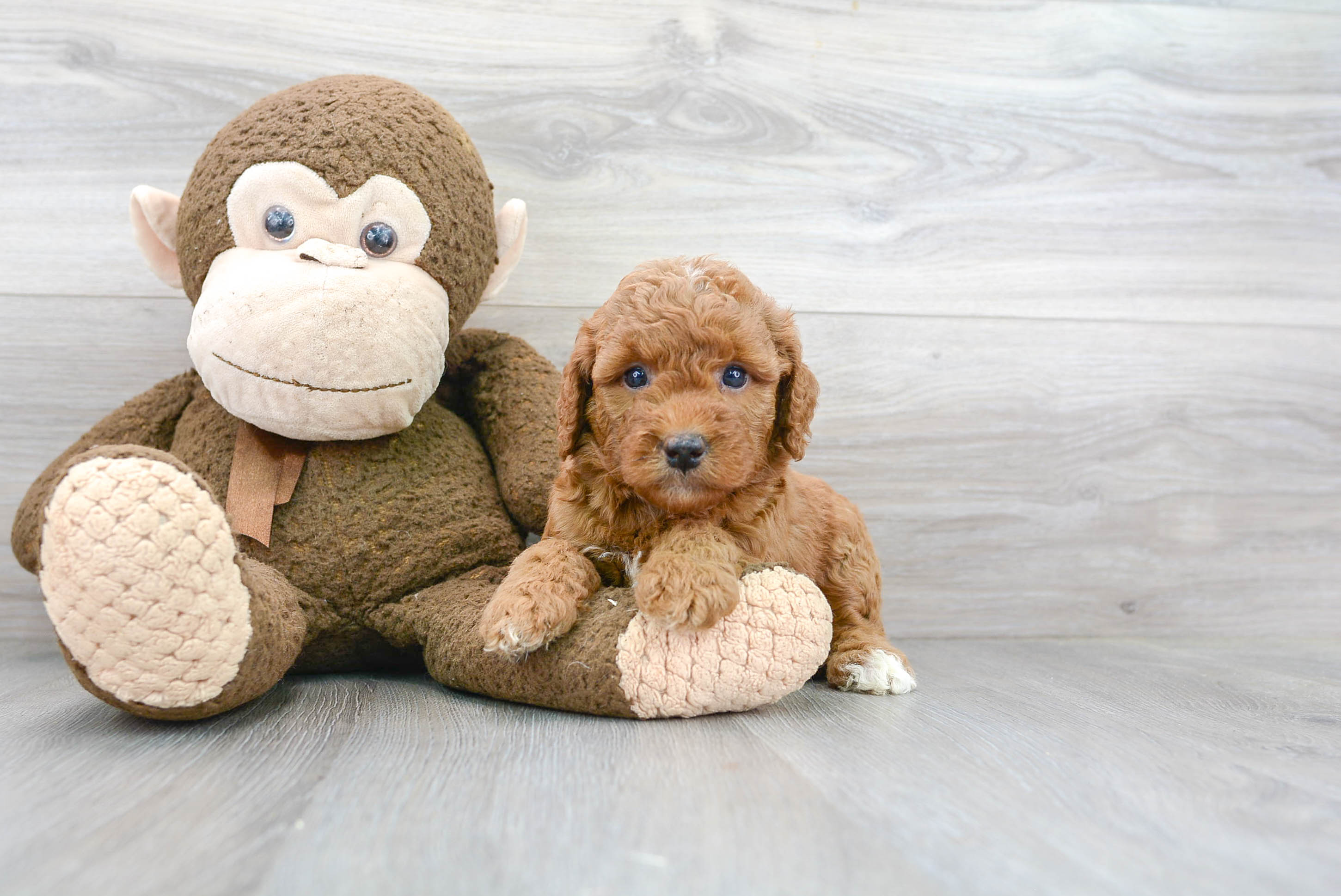 Cute Mini Goldendoodle Poodle Mix Pup