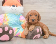 7 week old Mini Goldendoodle Puppy For Sale - Puppy Love PR