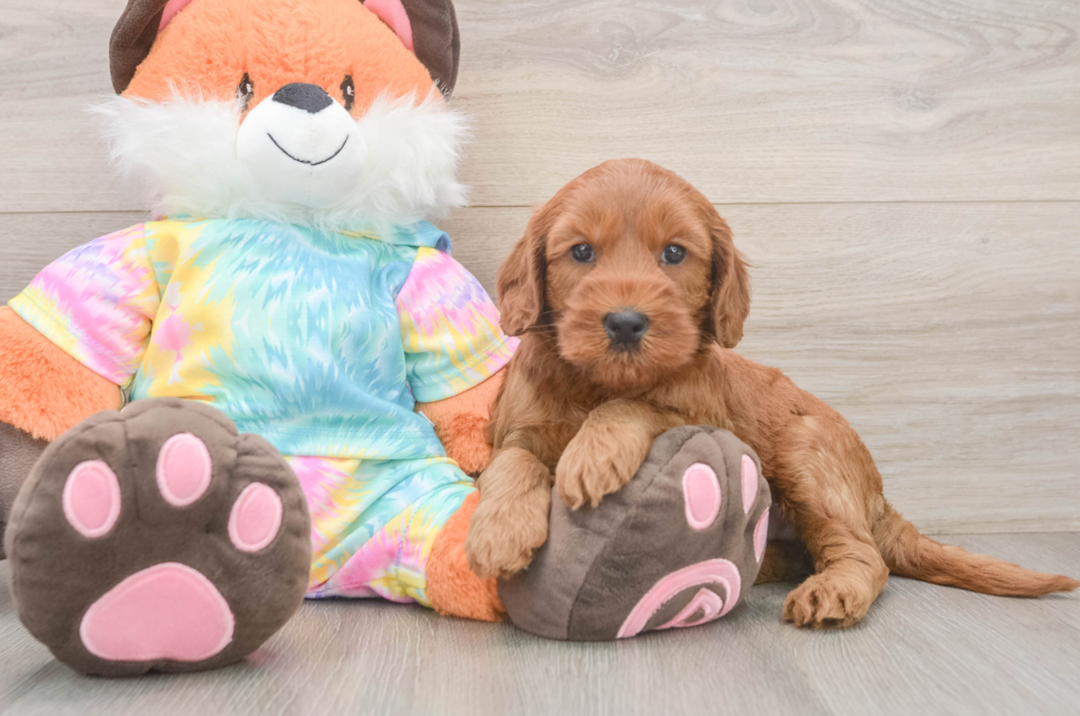 6 week old Mini Goldendoodle Puppy For Sale - Puppy Love PR