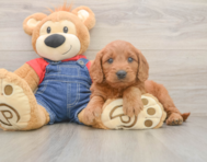 6 week old Mini Goldendoodle Puppy For Sale - Puppy Love PR
