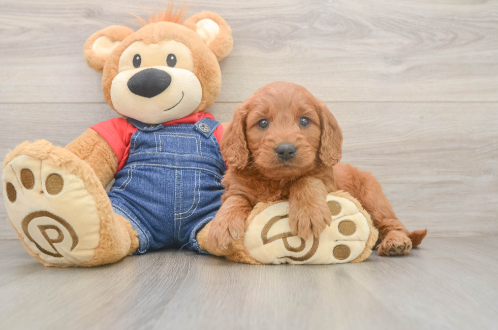 5 week old Mini Goldendoodle Puppy For Sale - Puppy Love PR
