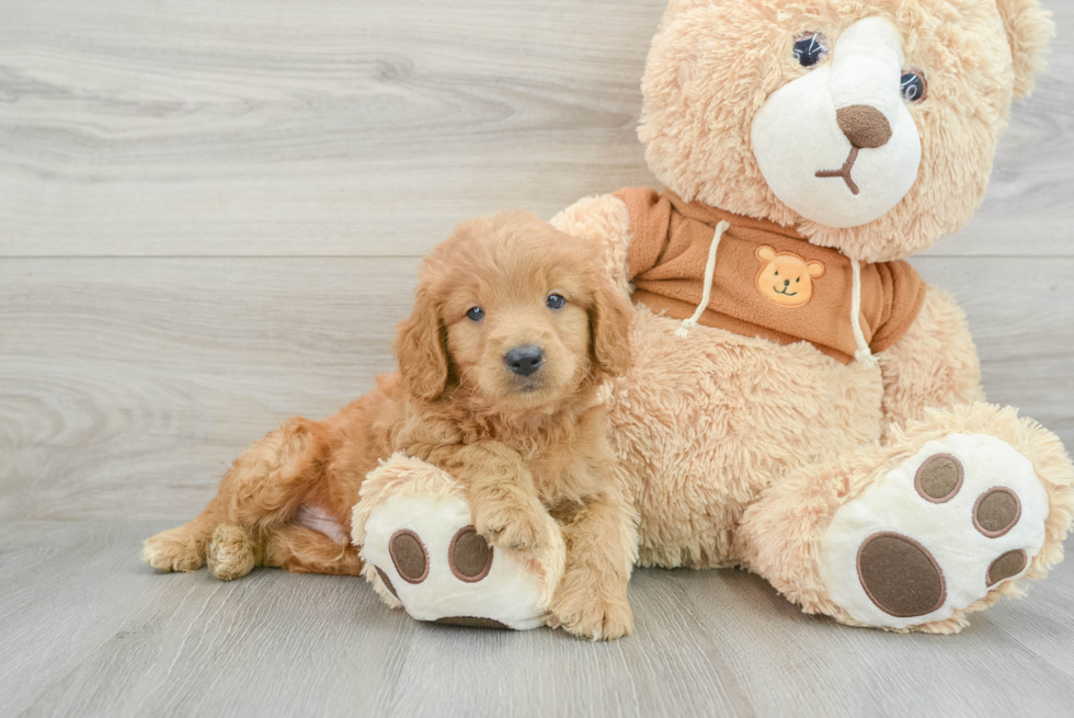 Mini Goldendoodle Puppy for Adoption