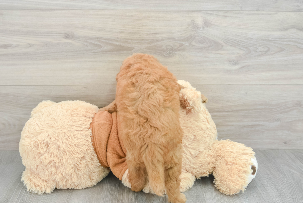 Adorable Golden Retriever Poodle Mix Puppy