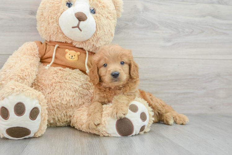 Sweet Mini Goldendoodle Baby