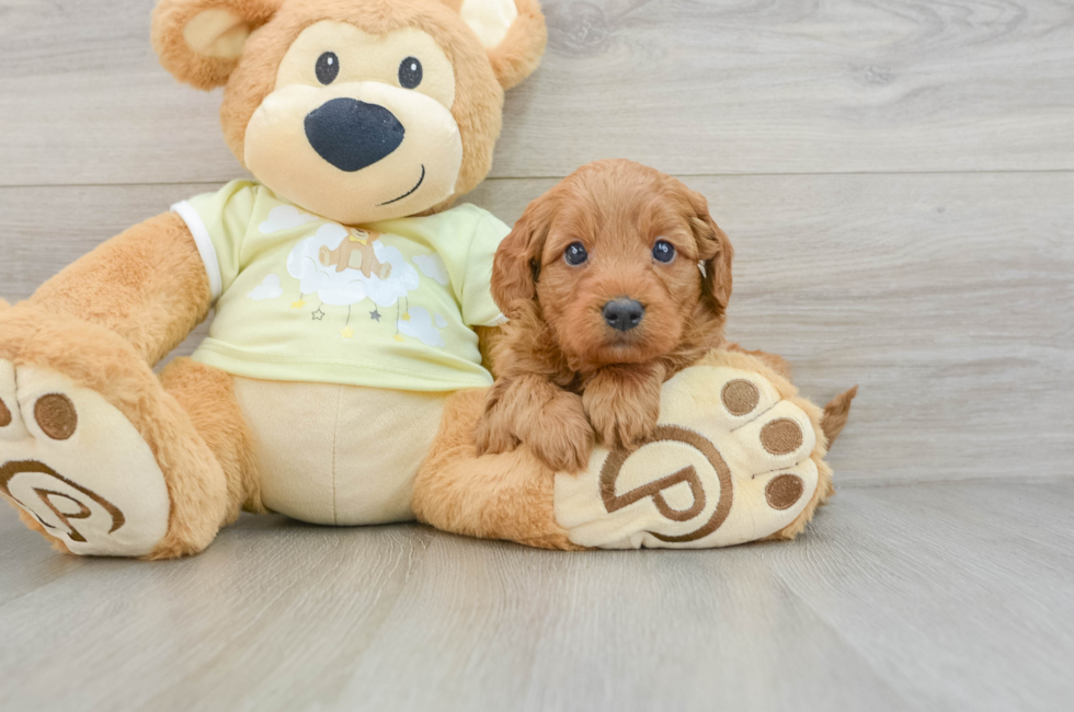 6 week old Mini Goldendoodle Puppy For Sale - Puppy Love PR