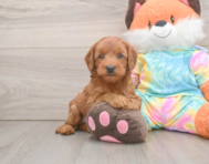 7 week old Mini Goldendoodle Puppy For Sale - Puppy Love PR