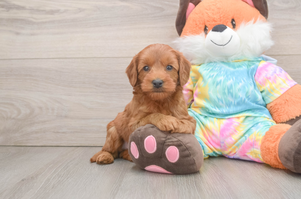6 week old Mini Goldendoodle Puppy For Sale - Puppy Love PR