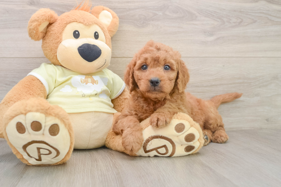 Mini Goldendoodle Pup Being Cute