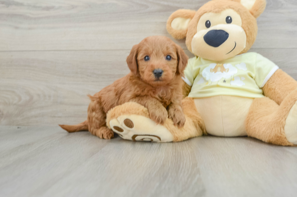 6 week old Mini Goldendoodle Puppy For Sale - Puppy Love PR