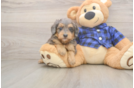 Mini Goldendoodle Puppy for Adoption