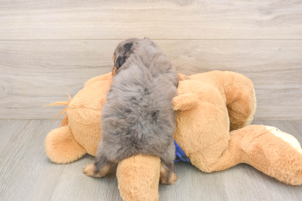 Fluffy Mini Goldendoodle Poodle Mix Pup
