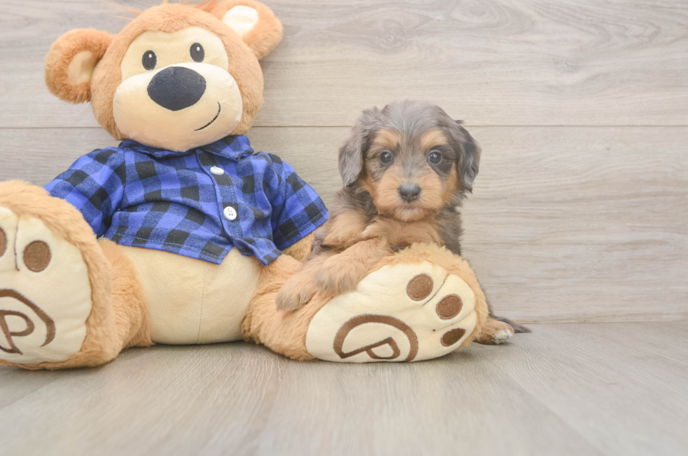 5 week old Mini Goldendoodle Puppy For Sale - Puppy Love PR