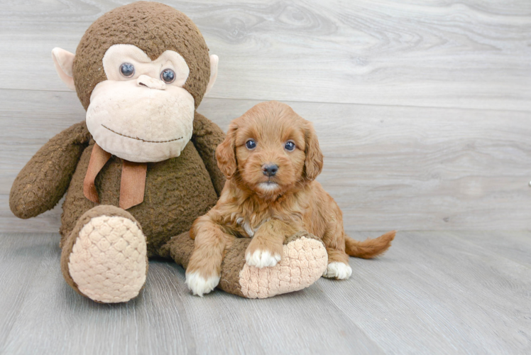 Cute Mini Goldendoodle Poodle Mix Pup