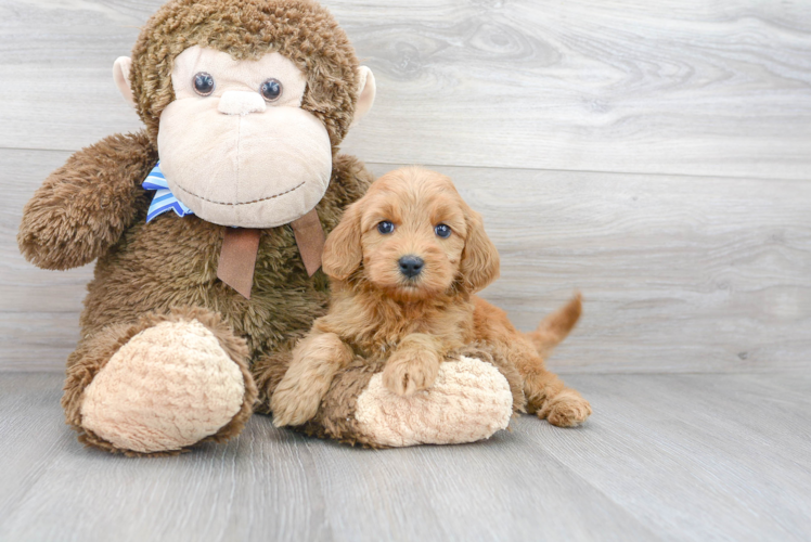 Cute Mini Goldendoodle Baby