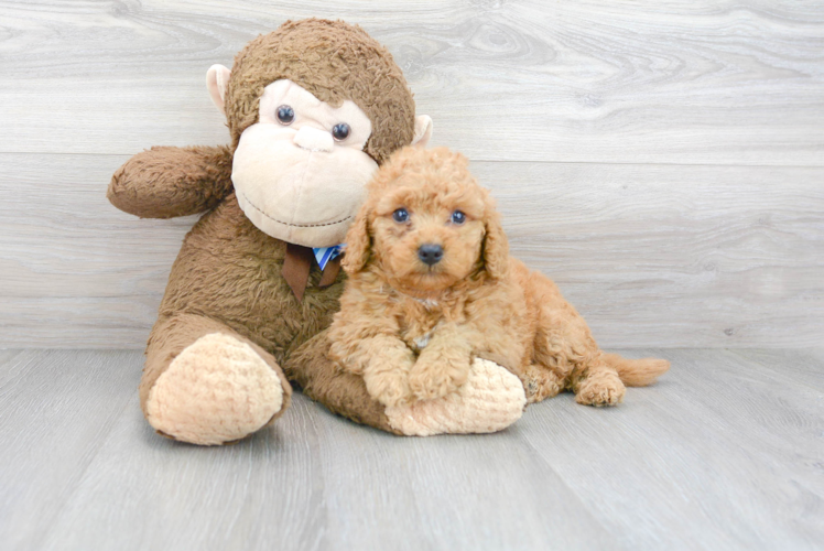 Cute Mini Goldendoodle Baby