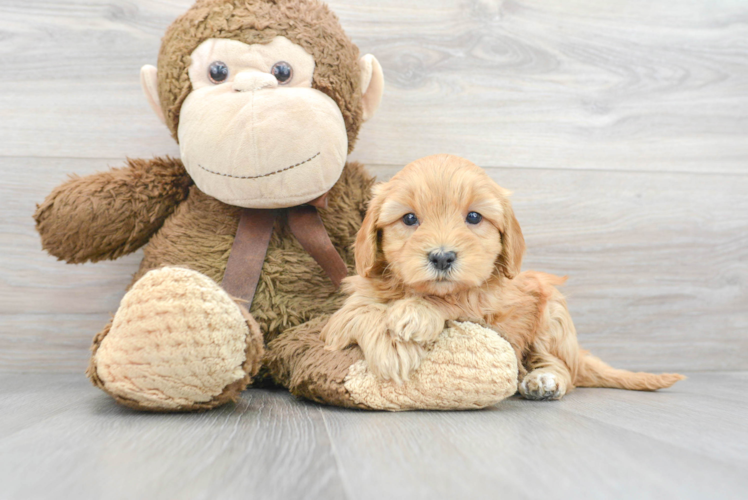Meet Skylar - our Mini Goldendoodle Puppy Photo 1/3 - Puppy Love PR Mini Goldendoodle Puppy for Adoption