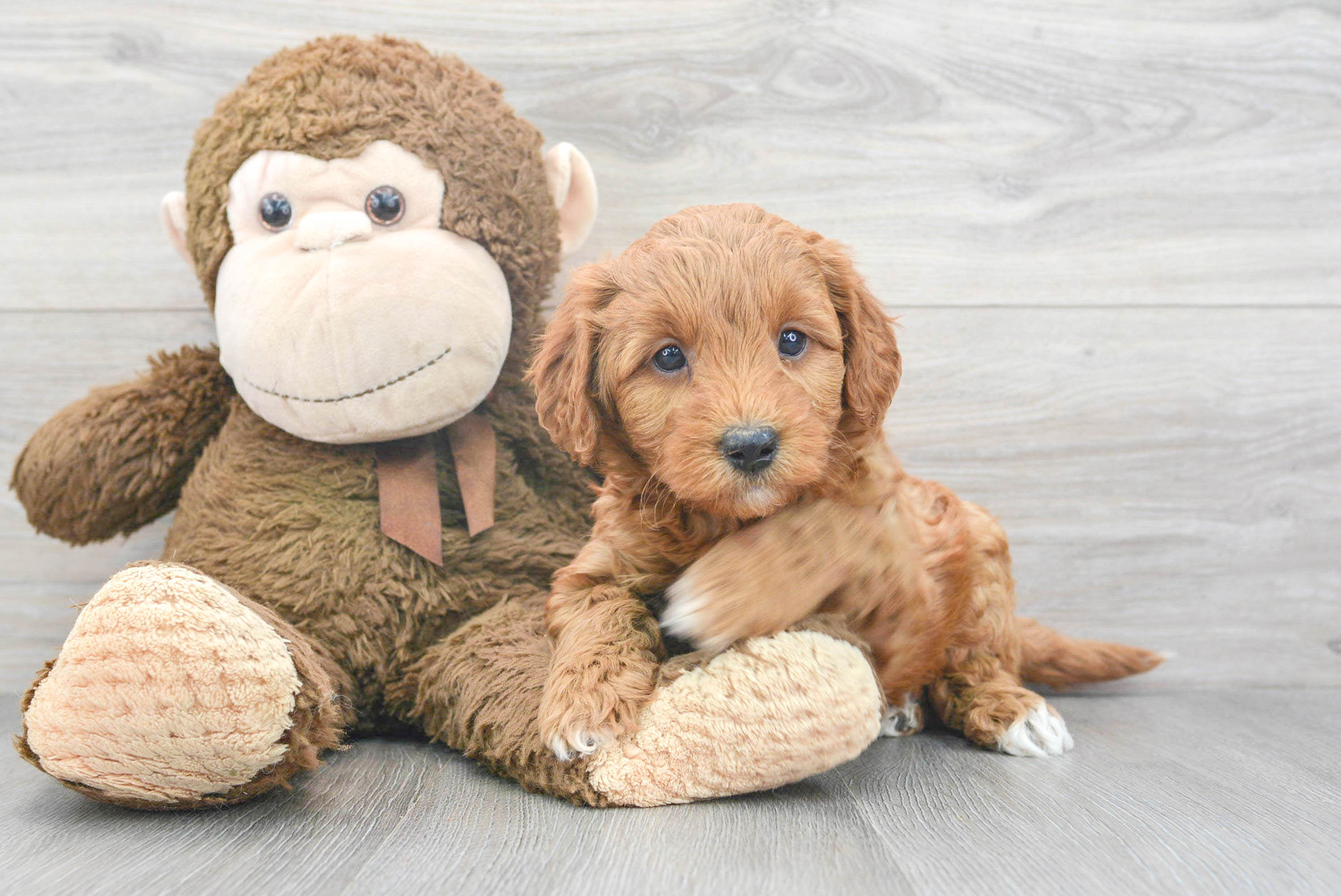 Popular Mini Goldendoodle Poodle Mix Pup