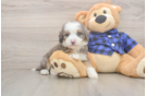 Mini Goldendoodle Puppy for Adoption