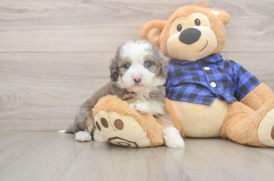 Mini Goldendoodle Puppy for Adoption
