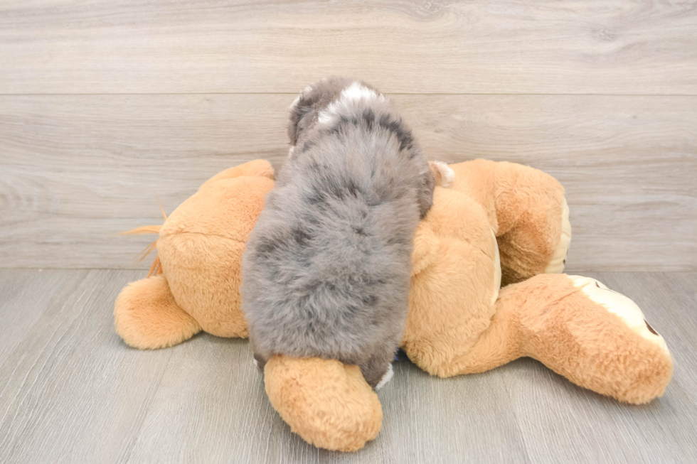 Mini Goldendoodle Pup Being Cute