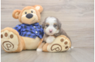 Cute Mini Goldendoodle Baby