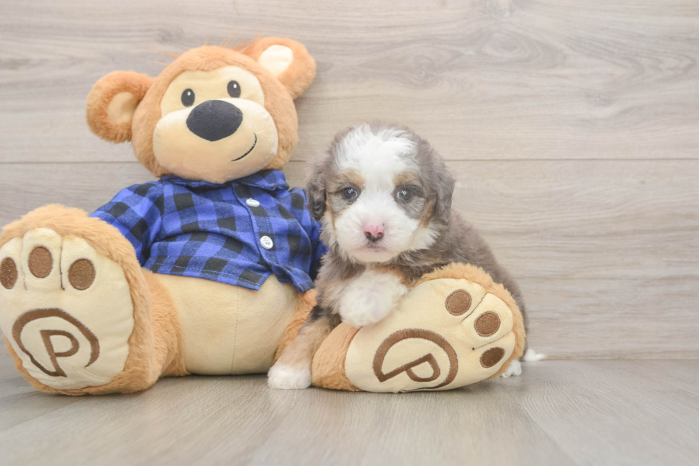 Cute Mini Goldendoodle Baby