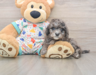 7 week old Mini Goldendoodle Puppy For Sale - Puppy Love PR