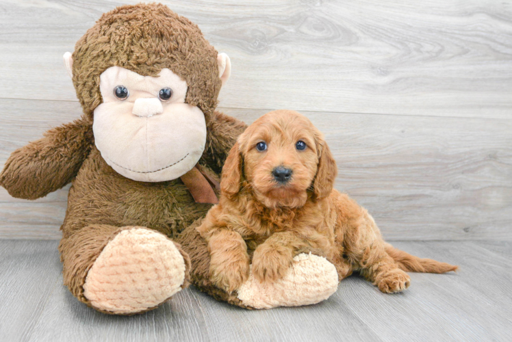 Little Golden Retriever Poodle Mix Puppy