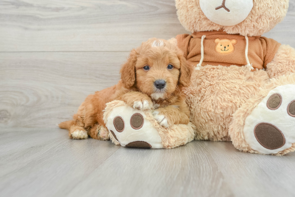 Friendly Mini Goldendoodle Baby
