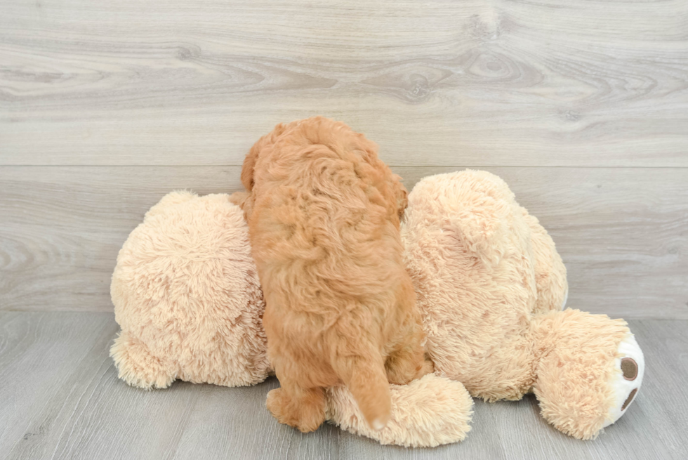 Mini Goldendoodle Pup Being Cute