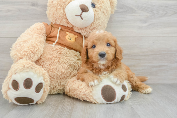 Mini Goldendoodle Pup Being Cute
