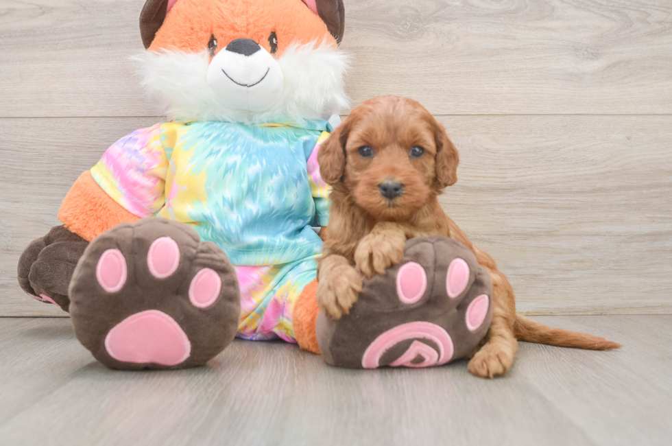 6 week old Mini Goldendoodle Puppy For Sale - Puppy Love PR