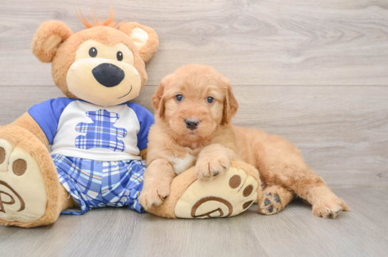 Mini Goldendoodle Puppy for Adoption