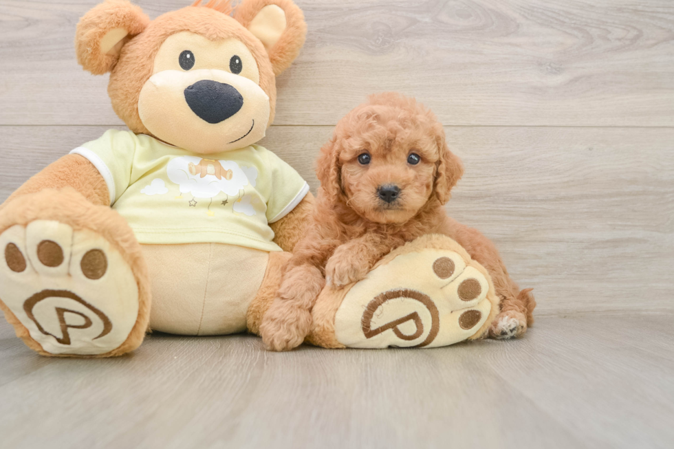 Popular Mini Goldendoodle Poodle Mix Pup