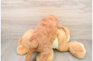 Energetic Golden Doodle Poodle Mix Puppy