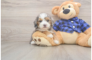 Playful Mini Groodle Poodle Mix Puppy