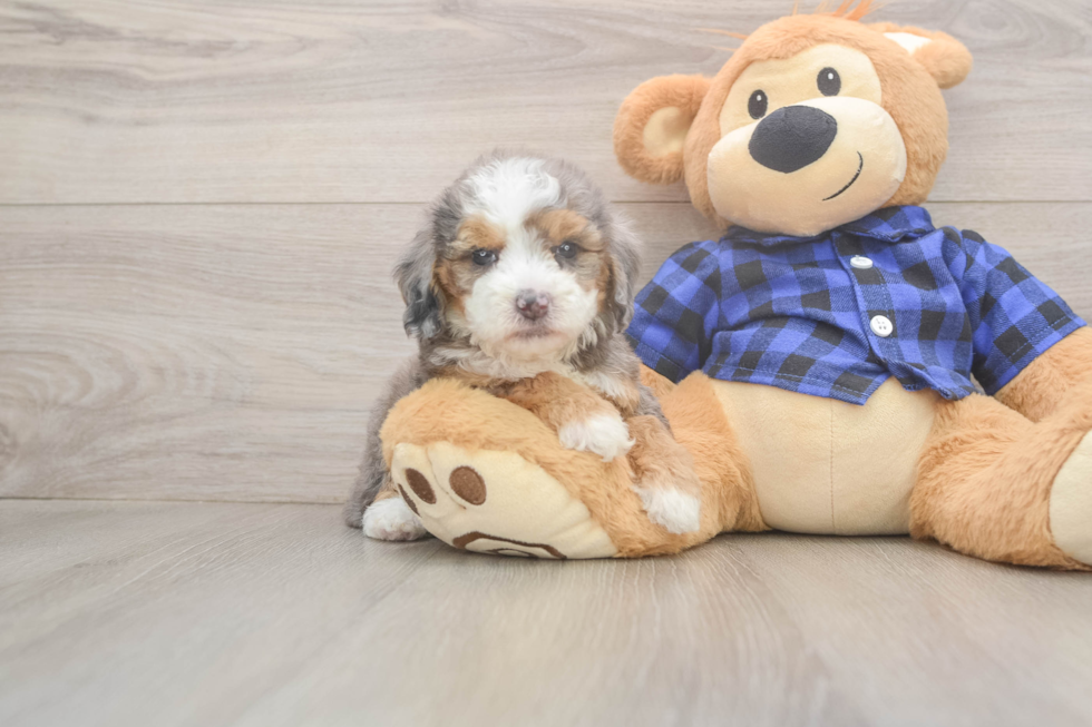 Playful Mini Groodle Poodle Mix Puppy