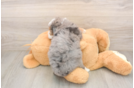 Small Mini Goldendoodle Baby
