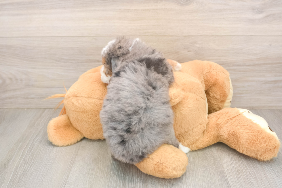 Small Mini Goldendoodle Baby