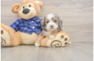 Mini Goldendoodle Puppy for Adoption
