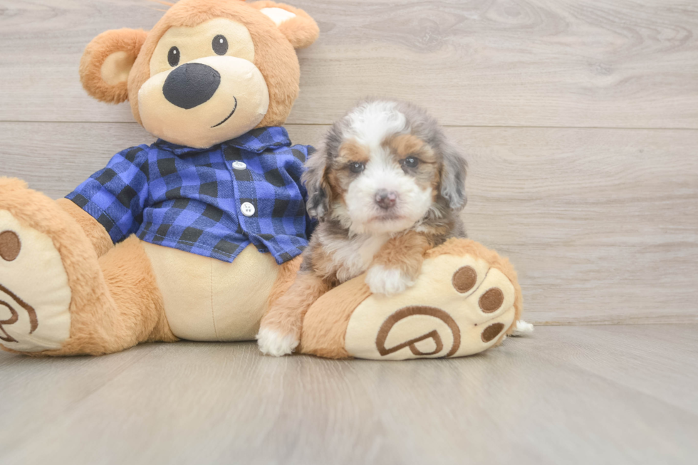 Mini Goldendoodle Puppy for Adoption