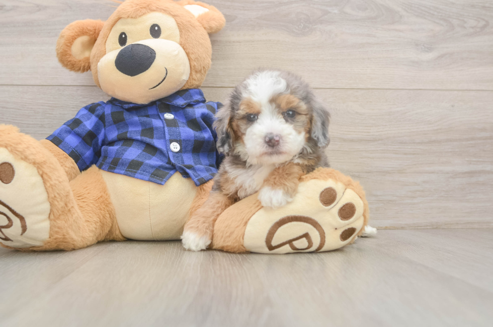 5 week old Mini Goldendoodle Puppy For Sale - Puppy Love PR