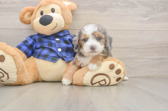 Mini Goldendoodle Puppy for Adoption