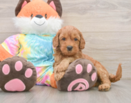 7 week old Mini Goldendoodle Puppy For Sale - Puppy Love PR