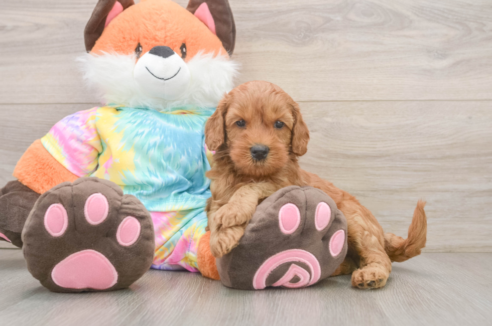 6 week old Mini Goldendoodle Puppy For Sale - Puppy Love PR