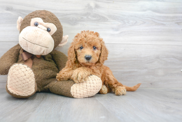 Cute Golden Retriever Poodle Mix Puppy